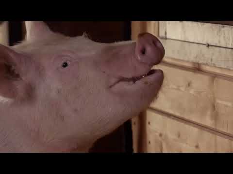 Shirley the pig booty shake in A Dog and pony show