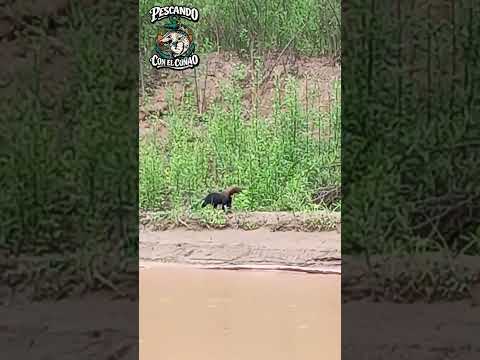 Pesca en el RIO SAN FRANCISCO Yuto Jujuy..