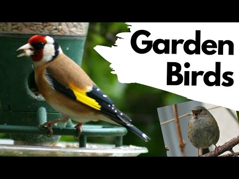 How to identify COMMON GARDEN BIRDS - Including their songs