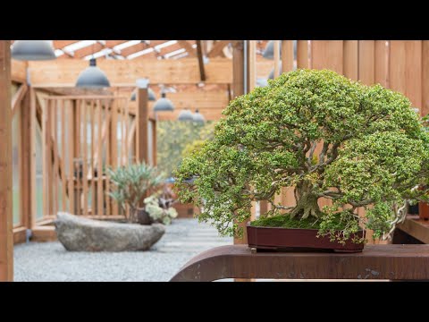 How to Make a Boxwood Bonsai Ft. Rodney Clemons