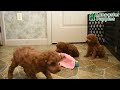 Miniature Poodle dogs for sale: Handsome - Video 1