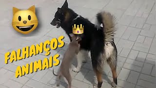 Os mais engraados animais de estimao_Humor #5