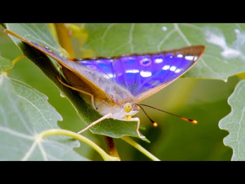Dominik Eulberg - Grosser Schillerfalter