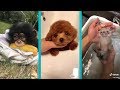The Cutest Animals on Tik Tok Amazing P The Cutest Animals on Tik Tok Amazing P