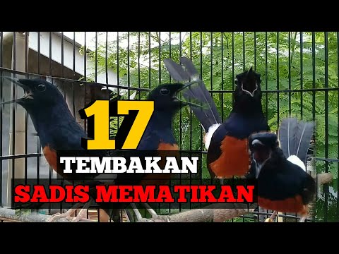 17 TEMBAKAN ISIAN MURAI BATU yang di sukai juri saat lomba