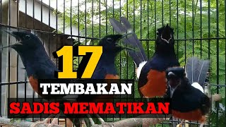 Download lagu 17 TEMBAKAN ISIAN MURAI BATU yang di sukai juri saat lomba mp3