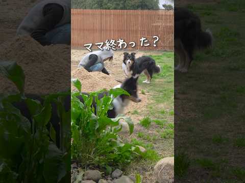 うちの犬が芝生に穴を開けるのはなぜですか?理由と解決策  庭園