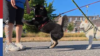 黒柴犬に歓迎される親戚のお姉さん(妹)と それがおもしろくない白柴犬| 柴犬柿丸・オランダ散歩と環境音