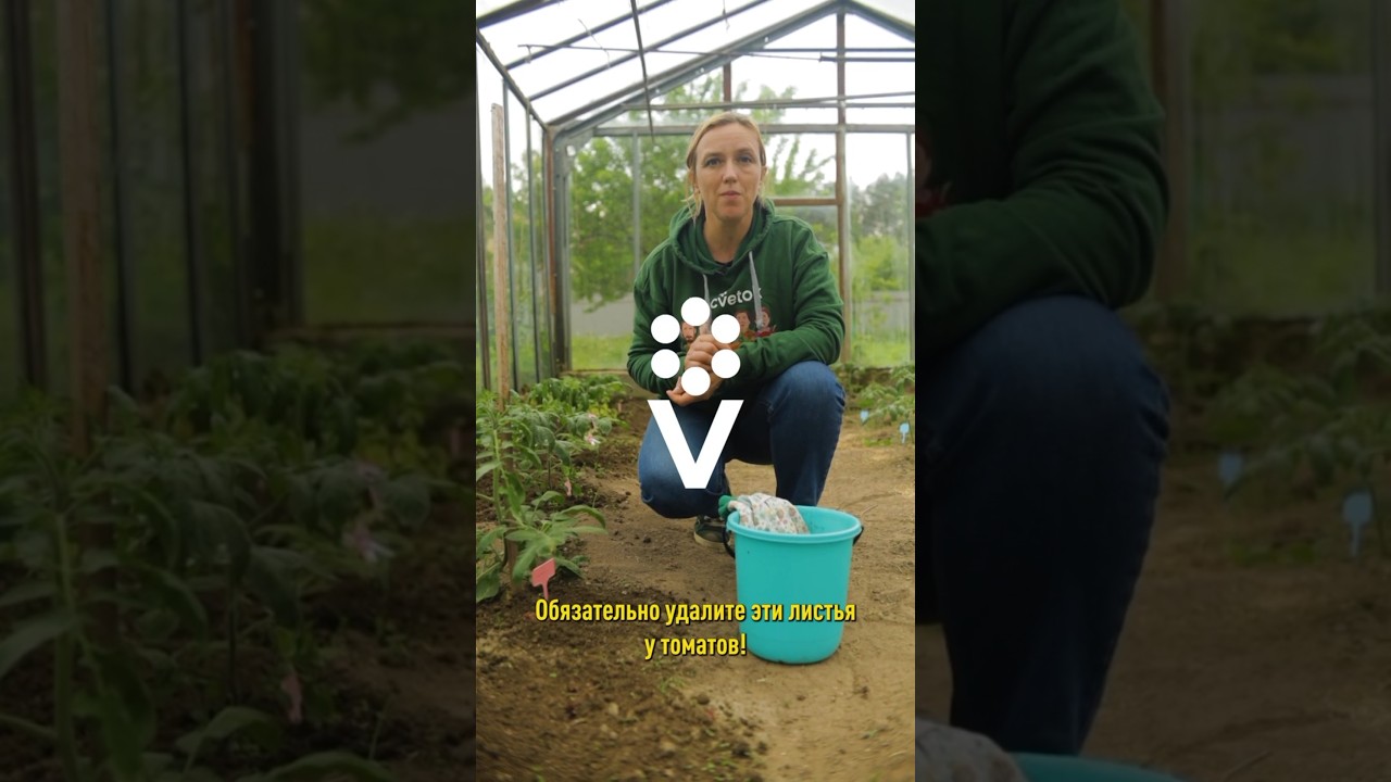 Обязательно удалите эти листья у томатов и лишние пасынки! Урожай будет больше и слаще! Как обрезать помидоры