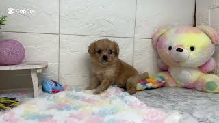 ハーフ犬の動画01