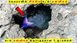 Download lagu கேமராவில் சிக்கிய கடல் கன்னிகள் | Mermaid Fish in Real Life | Animal Fish Tamil Galatta Facts GKFOX mp3