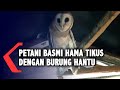Unik Petani Jember Basmi Tikus Dengan Burung Hantu