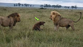 HIENA É CERCADA E ATACADA POR LEÕES. 6 VEZES EM QUE AS HIENAS SE DERAM MAL!!!
