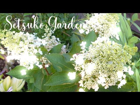 園芸 中国のリグラリア