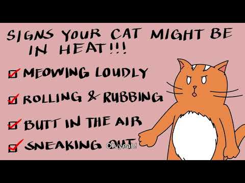 Meowducation 101 | Eyong Arts & Santi