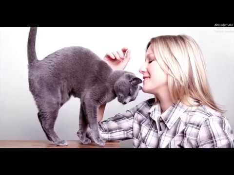 Katzen.Verhalten und Körpersprache der Katze.
