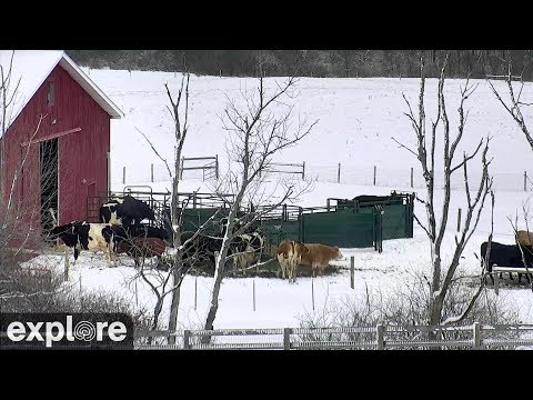 Wisconsin Pasture live webcam