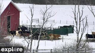 Wisconsin Pasture Cam at Farm Sanctuary powered by EXPLORE.org live webcam