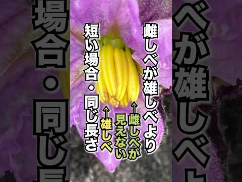 園芸 ナス ナス