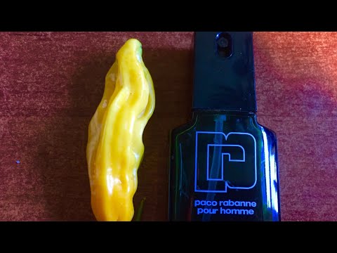 GIANT European Madame Jeanette original from Suriname  2018