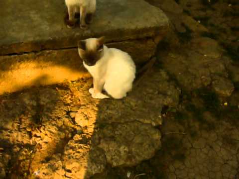 Biluta si Printesa , minunatele feline de Vanatori -Iasi.MOV