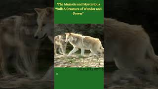 Music video thumbnail preview for Mystery - Wolf by Mystery