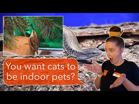 Help Keep Wild Animals and Cats Safe | PAWS Academy #8