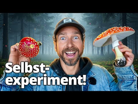 Das passiert, wenn du Fliegenpilz nimmst!