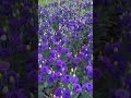 Beautiful purple rose garden#shorts