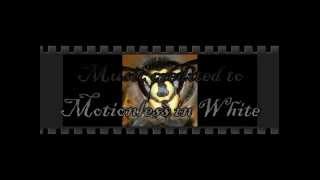 Motionless In White-Wasp lyrics