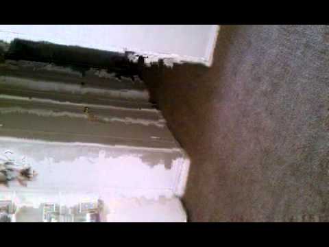 El pobre Gato ni  me entendia lok