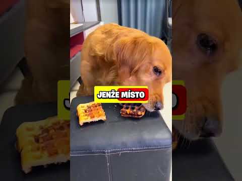 NEČEKANÉ VĚCI!😱 #shorts #fakta #zajimavosti