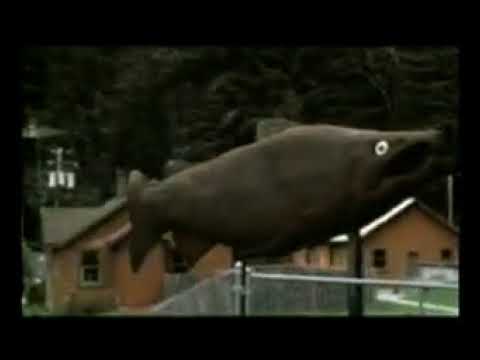 WUNDERBARE GESCHÖPFE I   DOKUMENTE ZUR TATSACHE DER SCHÖPFUNG