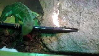 REPTILE AMPHIBIAN  FEEDINGS! GRAPHIC KILL HIGHLIGHTS!