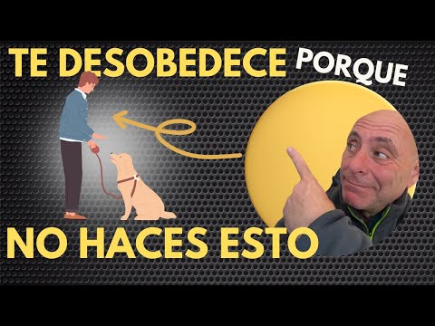 3 THINGS you must DO TO make your DOG PAY ATTENTION to you. Easy