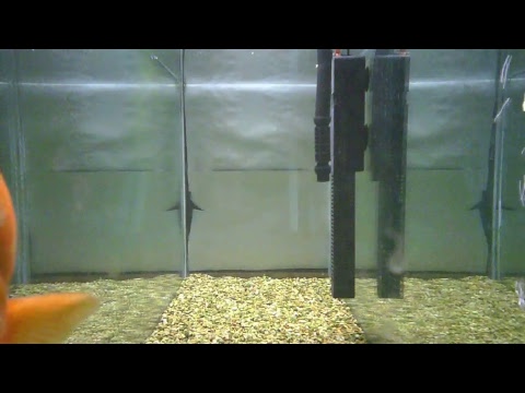 Live Fish Camera