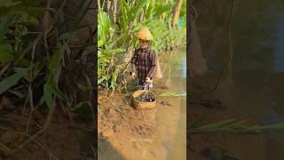 Download lagu Looking for Tutut in the rice fields #barbiejowo #tututsawah mp3 Download lagu Looking for Tutut in the rice fields #barbiejowo #tututsawah mp3