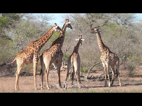 Necking male giraffes
