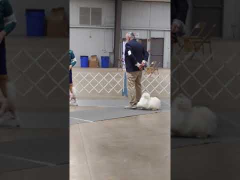 120521 New Grand Champion Lola in Group.