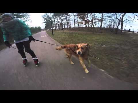 Roll4all - DogBlading