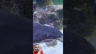 Tubarão-Galha-Preta e Raia Ticonha | Aquário de São Paulo