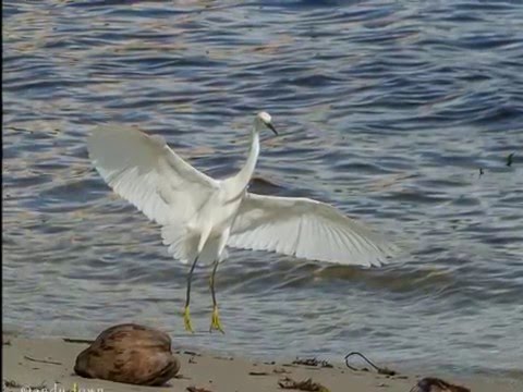 snowy egret landing