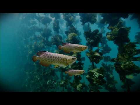 Simple fish animation in blender 2.8 Eevee