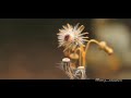 WORLD Staus Coorg Song
