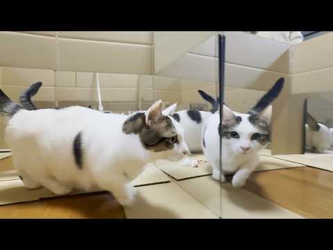 youtube-動物記事1970/01/01 09:00:00