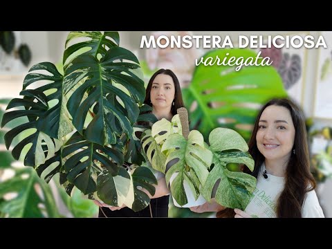 My Variegated Monstera Deliciosa Collection 🌿