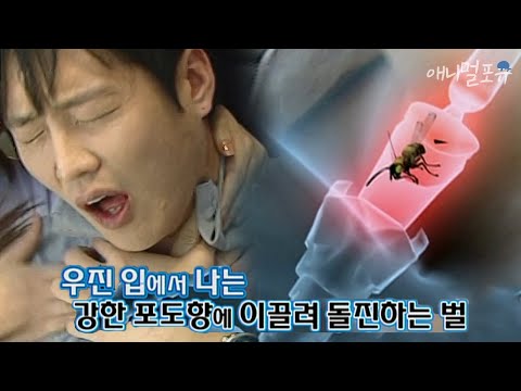 , title : '와인을 마신 후, 입 벌리고 자다가 말벌이 입 속으로?!! ;;｜KBS 위기탈출넘버원 101018 방송'