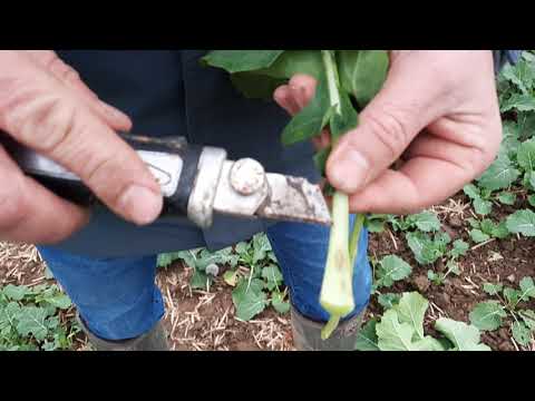 KWS Rapsstorys 2021 - Blattstiele auf Erdflohlarvenbesatz kontrollieren