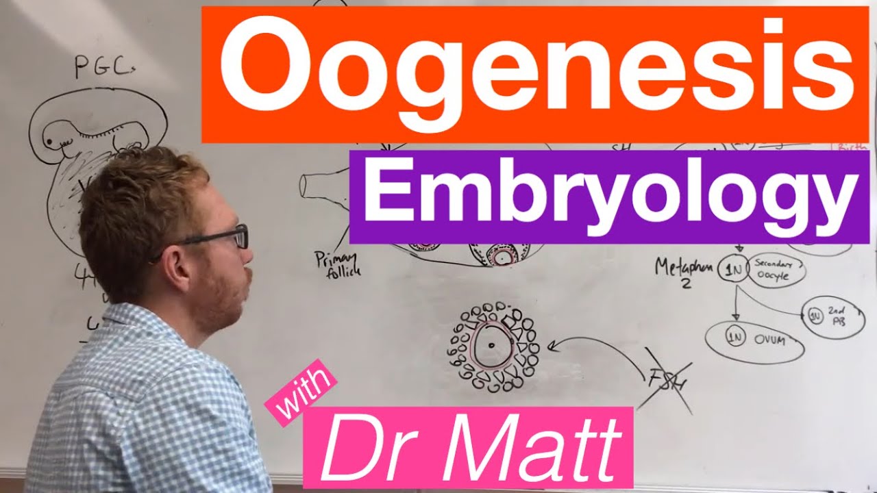 Oogenesis | Embryology
