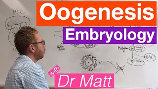 Oogenesis | Embryology